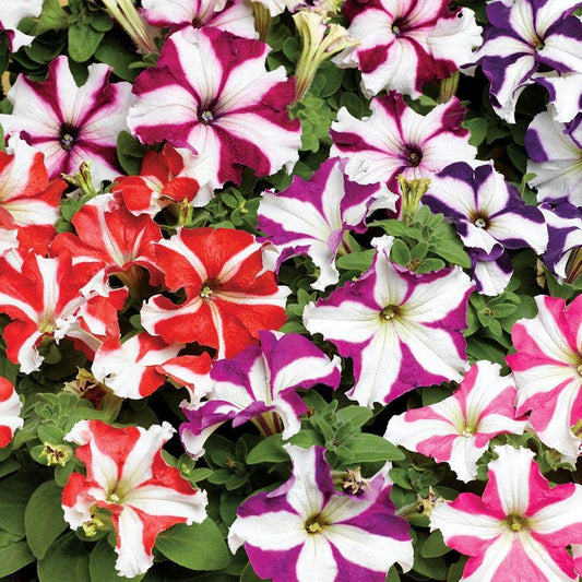 TriTunia™ Star Mix Hybrid Petunia Seeds