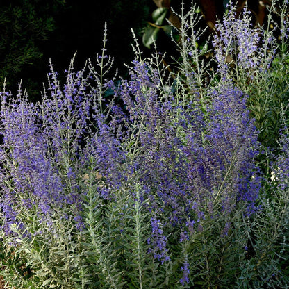 Blue Steel Russian Sage Seeds