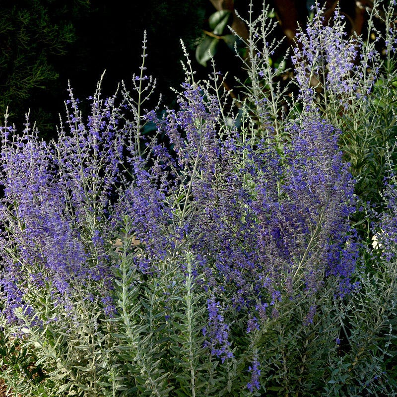 Blue Steel Russian Sage Seeds – Park Seed