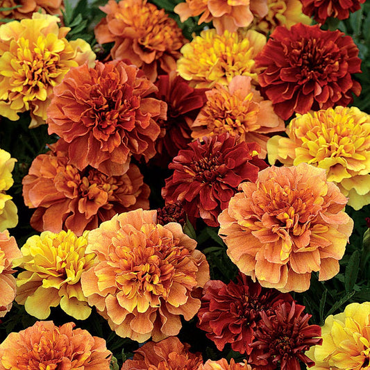 Strawberry Blonde Marigold Seeds