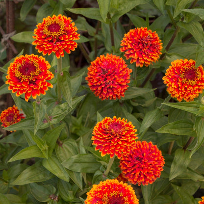 Crouching Tiger Zinnia Seeds