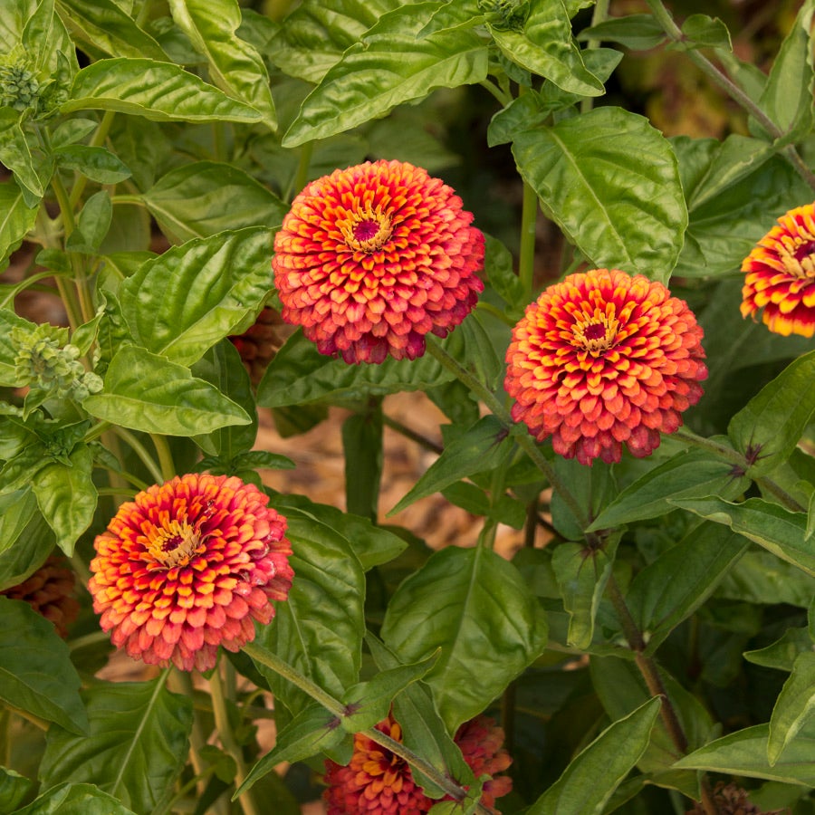 Crouching Tiger Zinnia Seeds