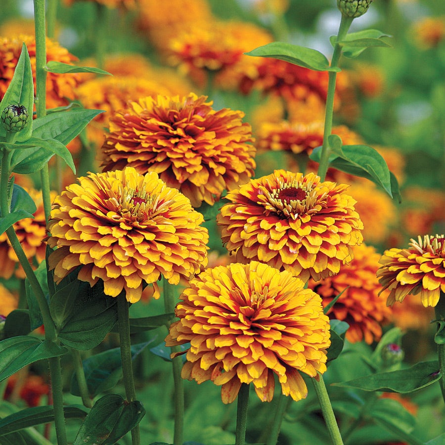 Crouching Tiger Zinnia Seeds