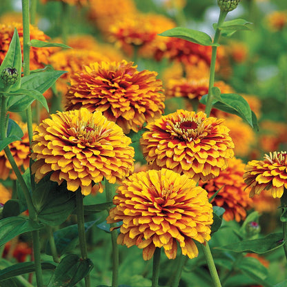 Crouching Tiger Zinnia Seeds