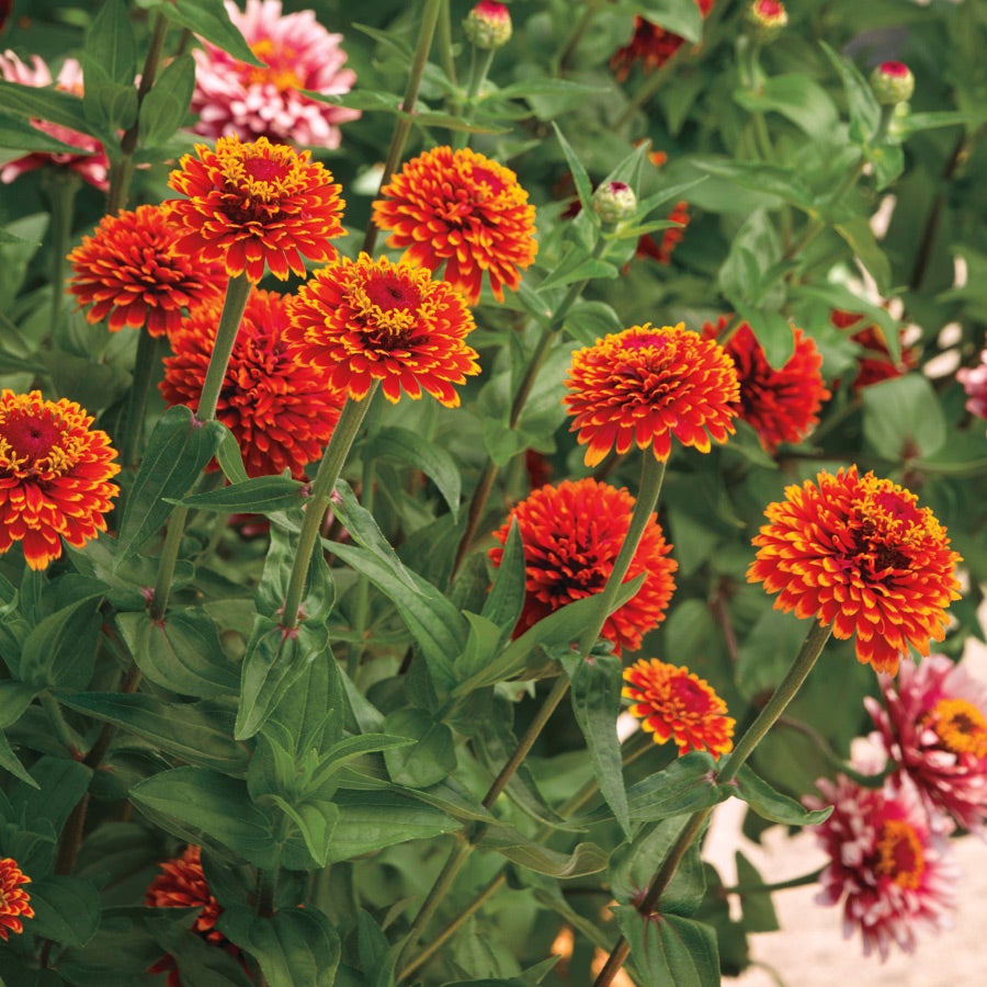 Crouching Tiger Zinnia Seeds