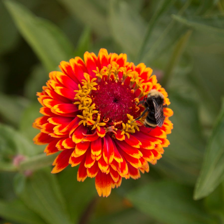 Crouching Tiger Zinnia Seeds