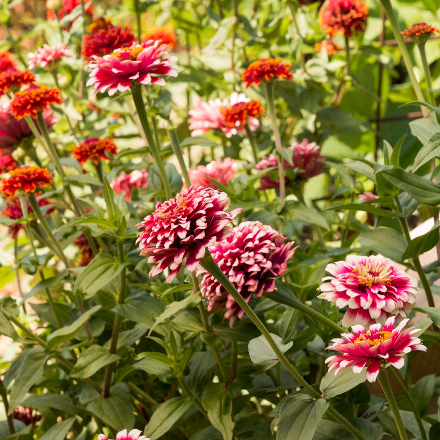 Hidden Dragon Zinnia Seeds