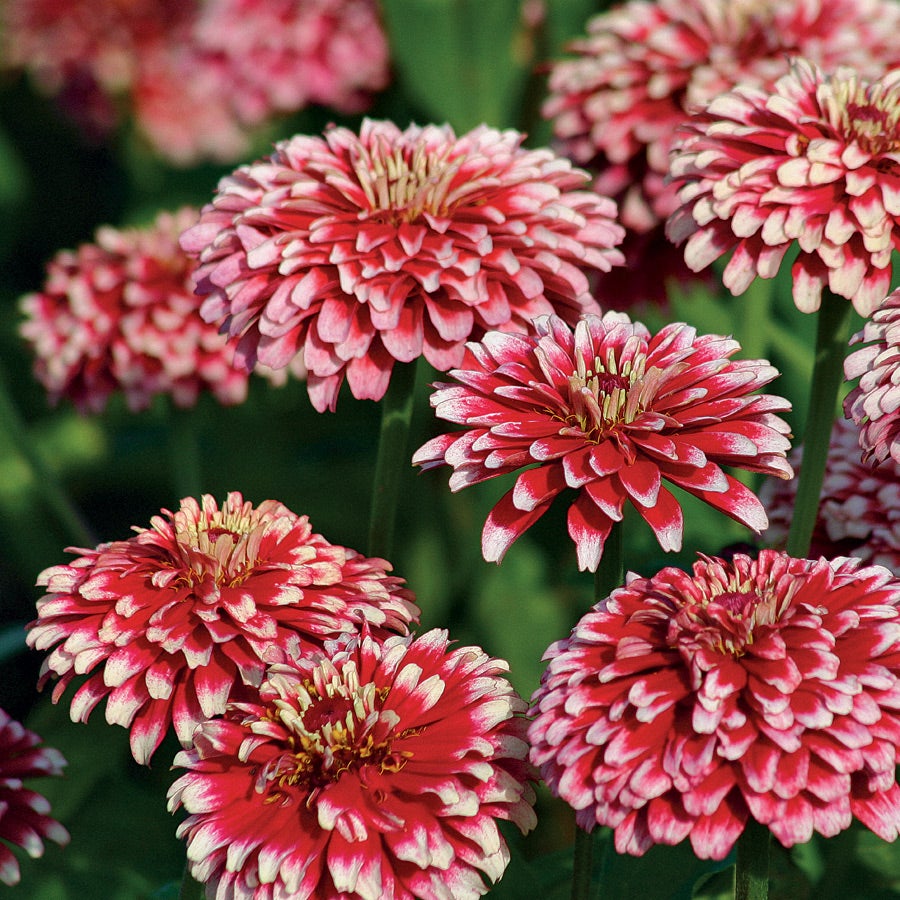Hidden Dragon Zinnia Seeds