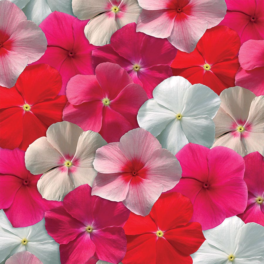 Mediterranean XP Mix Vinca Seeds