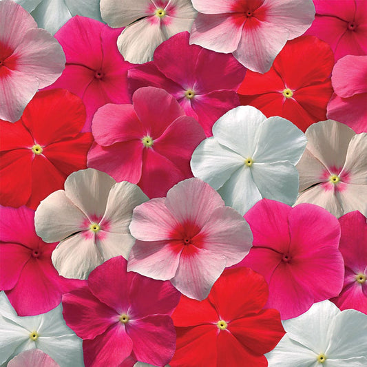 Mediterranean XP Mix Vinca Seeds