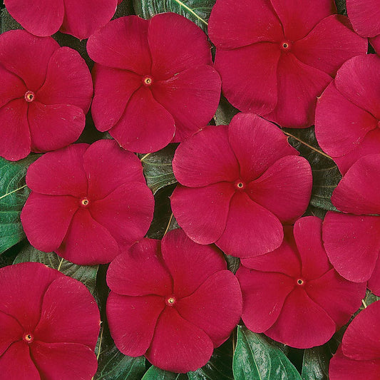 Pacifica XP Dark Red Vinca Seeds