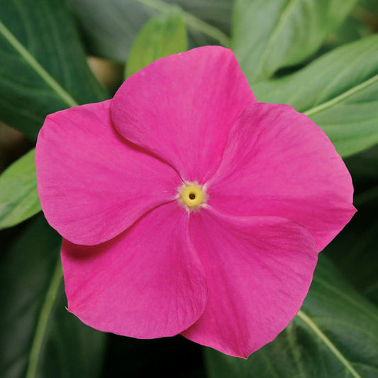 Pacifica XP Deep Orchid Vinca Seeds