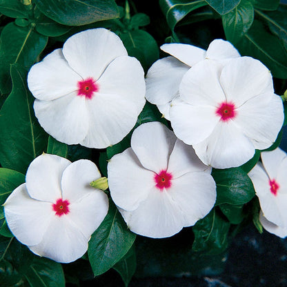 Pacifica XP Polka Dot Vinca Seeds