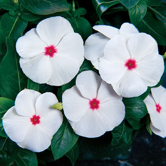 Pacifica XP Polka Dot Vinca Seeds