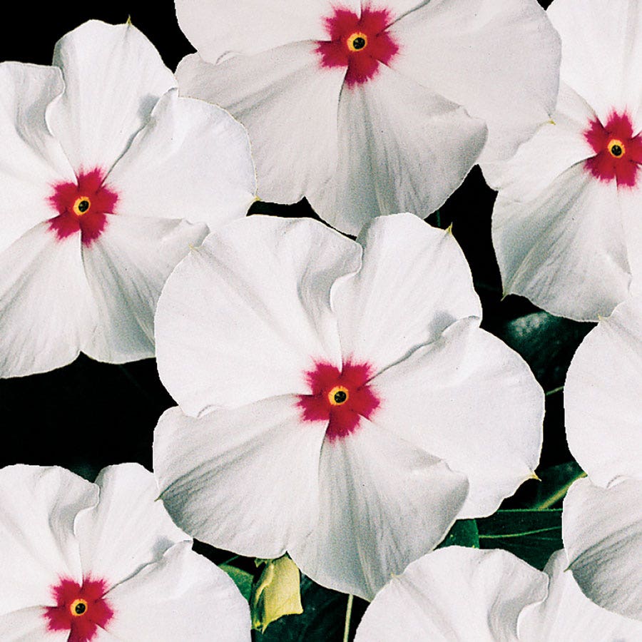Pacifica XP Polka Dot Vinca Seeds