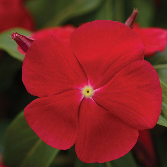 Pacifica XP Really Red Hybrid Vinca Seeds