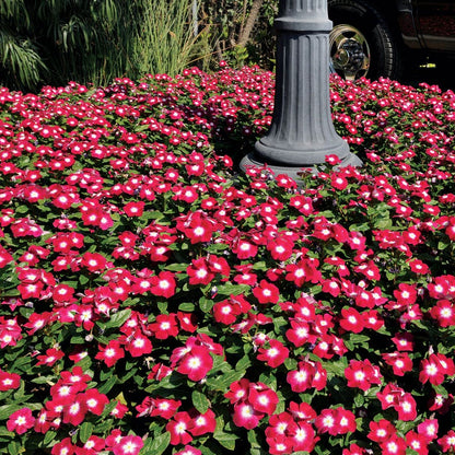 Pacifica XP Burgundy Halo Vinca Seeds