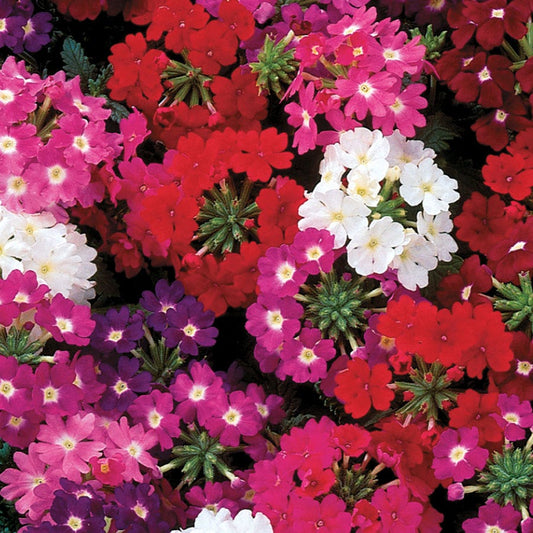 Quartz XP Mix Verbena Seeds