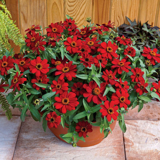 Profusion Red Zinnia Seeds