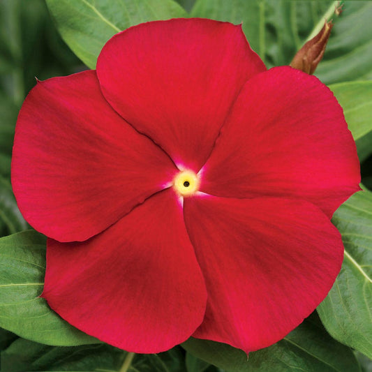 Cora® Classic Red Hybrid Vinca Seeds