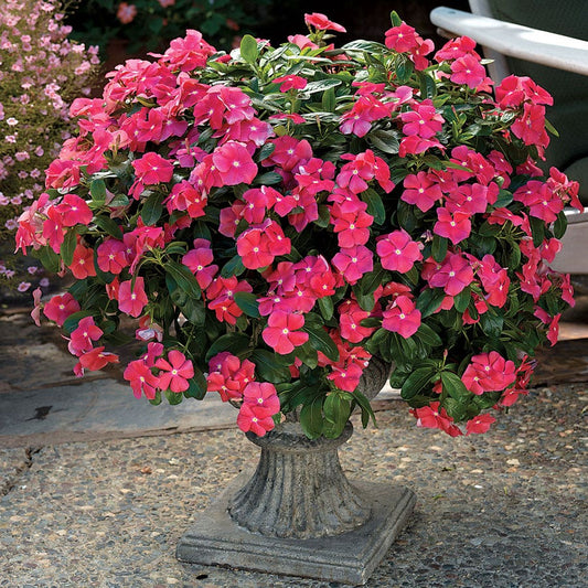 Cora® Cascade Cherry Vinca Seeds
