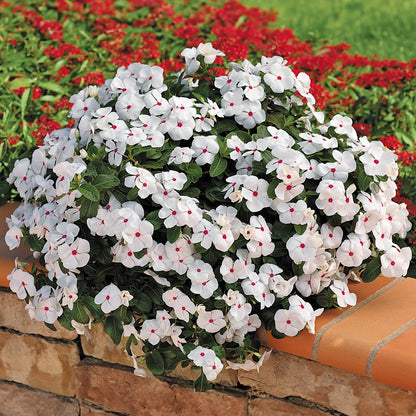 Cora® Cascade Polka Dot Vinca Seeds