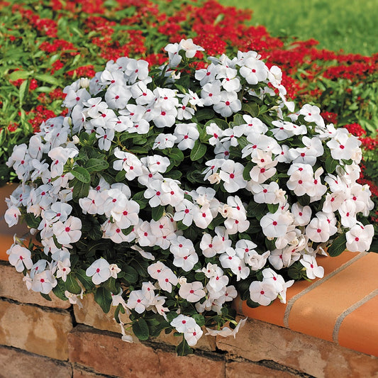 Cora® Cascade Polka Dot Vinca Seeds