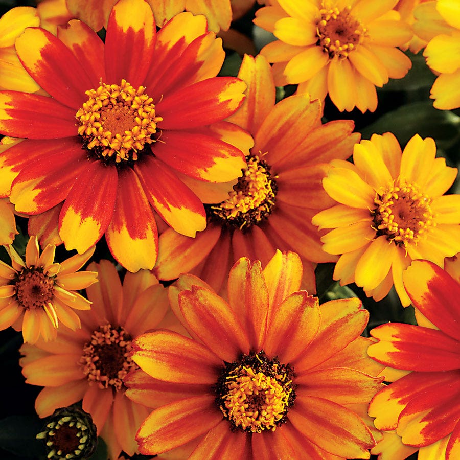 Zahara® Sunburst Zinnia Seeds