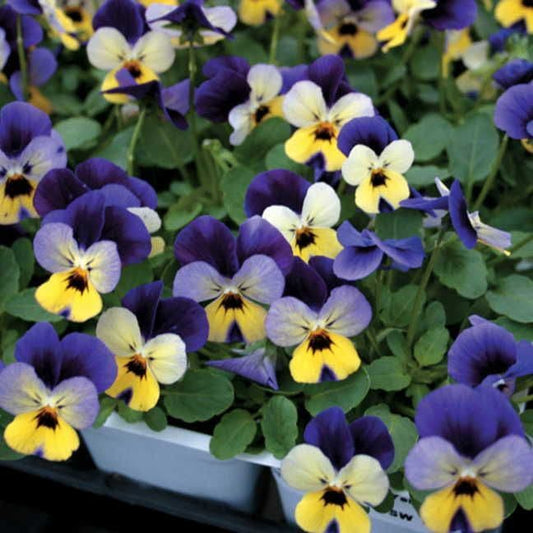 Endurio® Blue Yellow with Purple Wing Viola Seeds