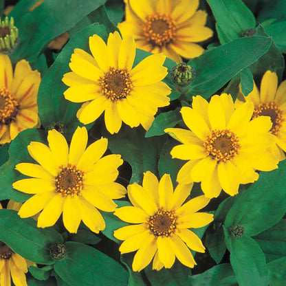 Profusion Yellow Zinnia Seeds