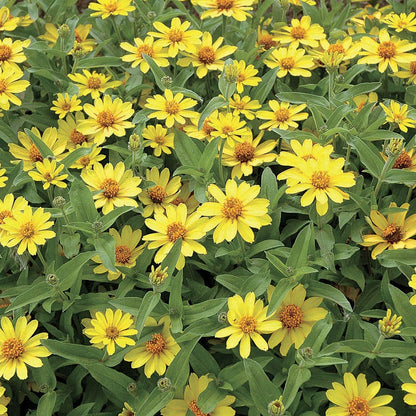 Profusion Yellow Zinnia Seeds