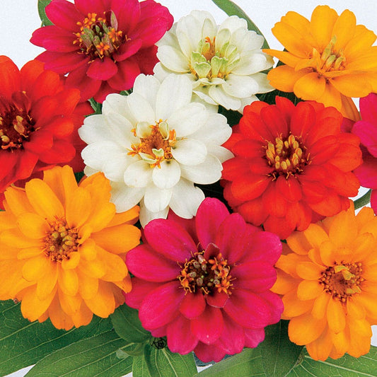 Profusion Double Mix Zinnia Seeds