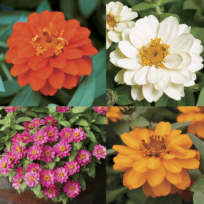 Profusion Double Mix Zinnia Seeds