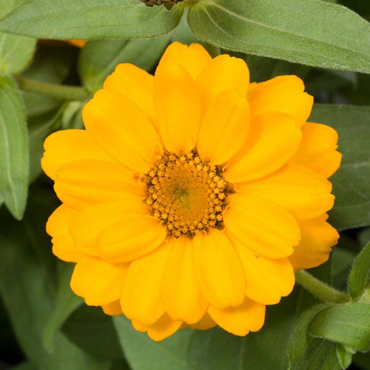 Profusion Double Golden Zinnia Seeds