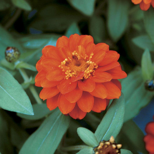 Profusion Double Fire Zinnia Seeds