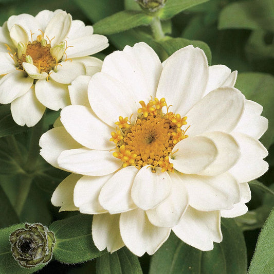 Profusion Double White Zinnia Seeds