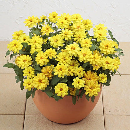 Profusion Double Yellow Zinnia Seeds