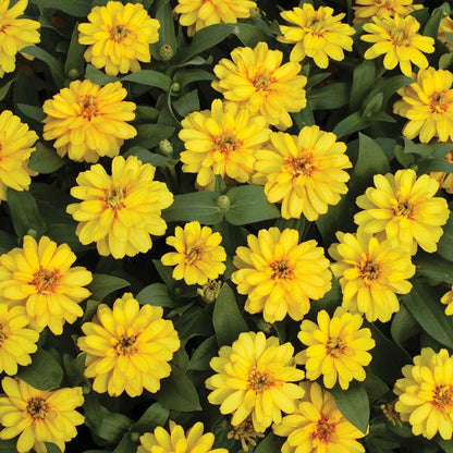Profusion Double Yellow Zinnia Seeds