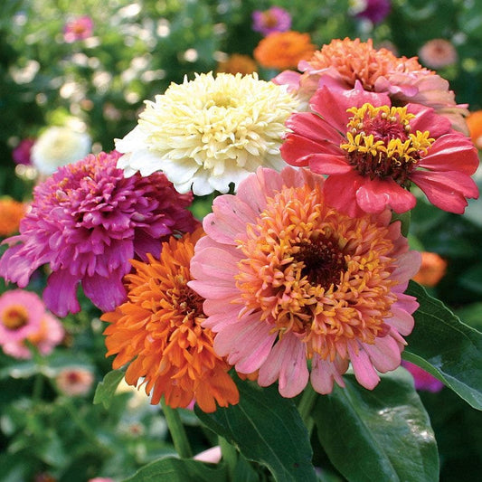 'Candy Mix' Zinnia Seeds