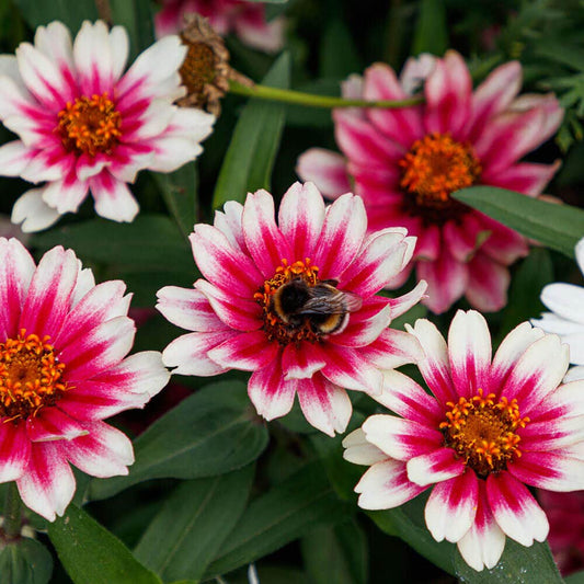 Zahara® Starlight Rose Zinnia Seeds