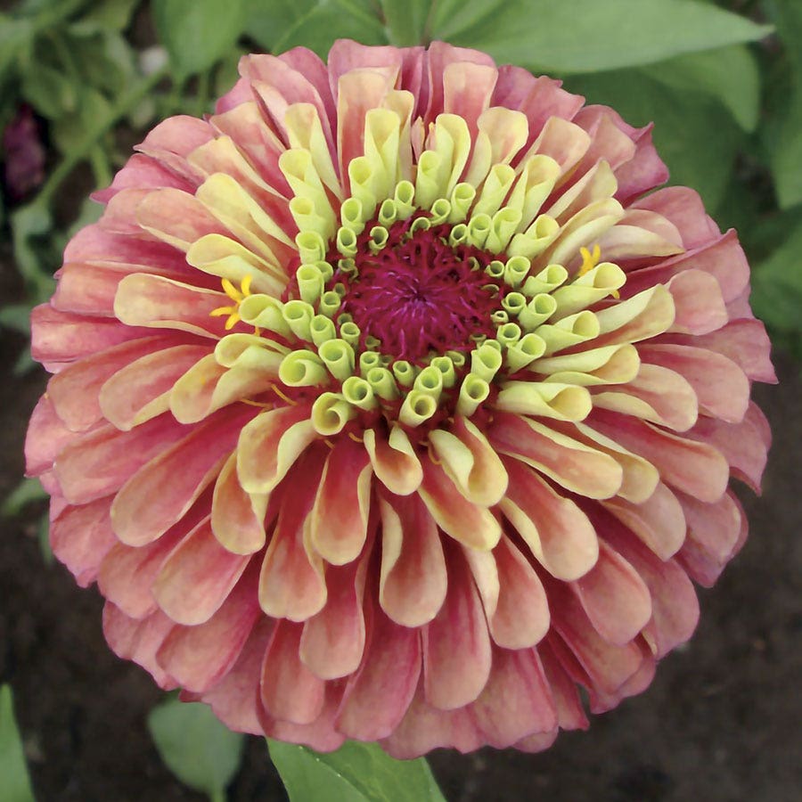 Queeny Lime Red Zinnia Seeds