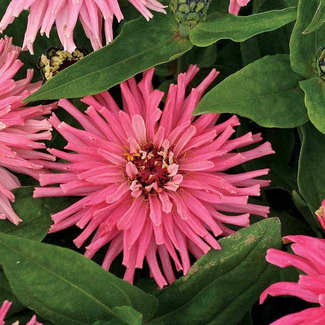 'Pinca' Zinnia Seeds