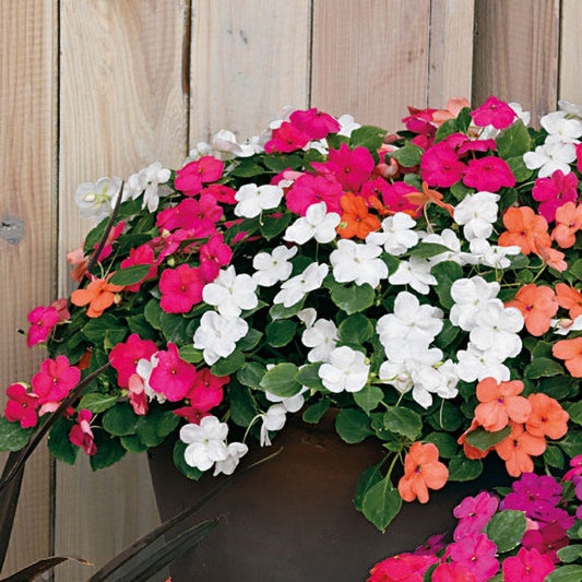 Park Seed Shady Lady II Mix Hybrid Impatiens Seeds