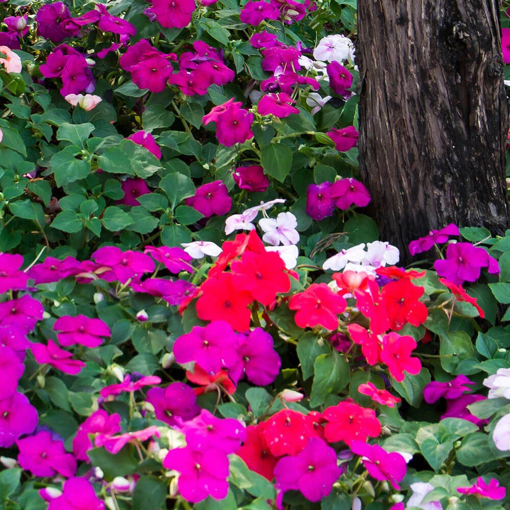 Park Seed Shady Lady II Glow Girl Hybrid Impatiens Seeds