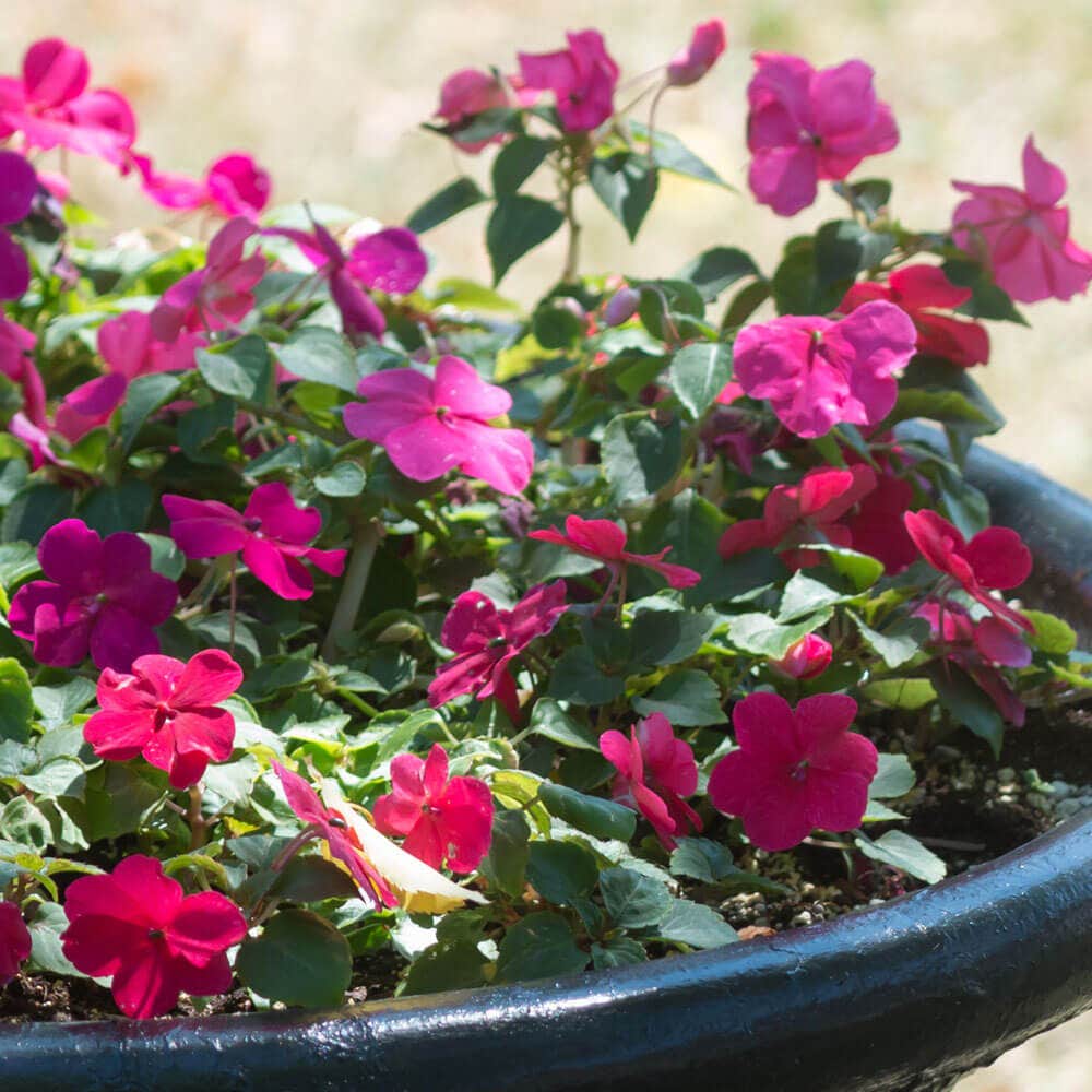Park Seed Shady Lady II Glow Girl Hybrid Impatiens Seeds