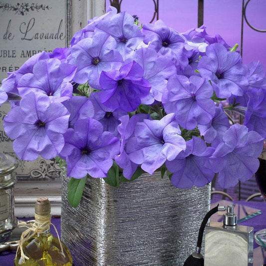Evening Scentsation™ Petunia Seeds