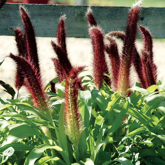 Jade Princess Ornamental Hybrid Millet Seeds