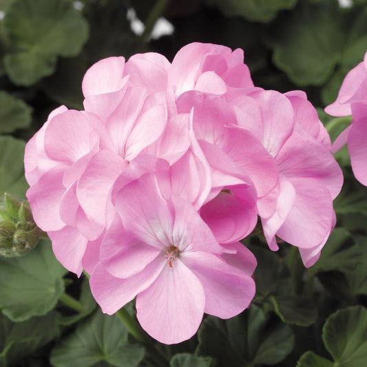 Pinto™ Premium Lavender Geranium Seeds