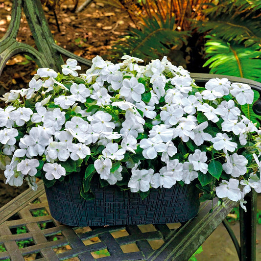 Park Seed Shady Lady II White Hybrid Impatiens Seeds