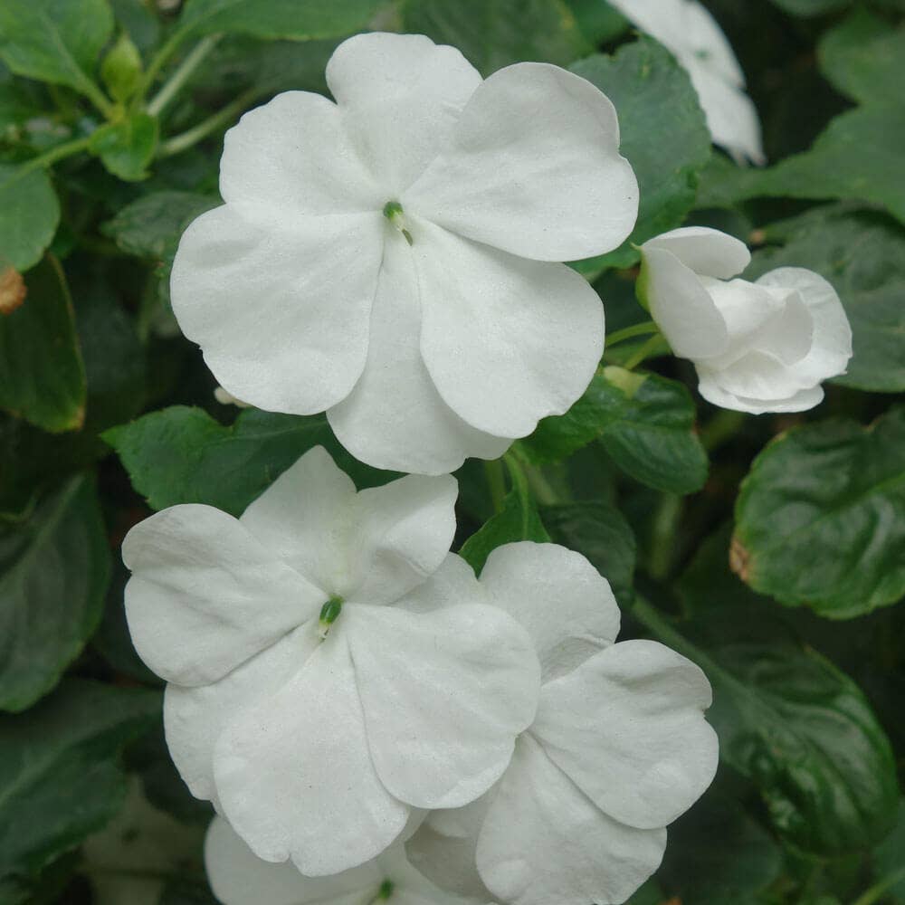 Park Seed Shady Lady II White Hybrid Impatiens Seeds